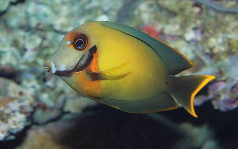 Dokumentasi Acanthurus pyroferus
