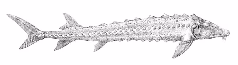 Ilustrasi dokumenter Acipenser nudiventris.