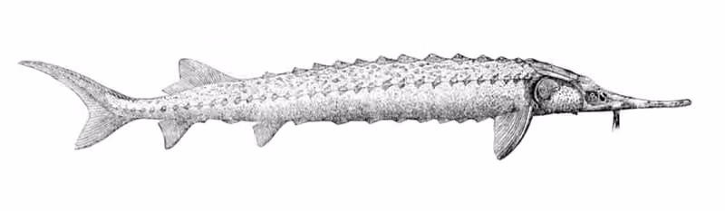 Ilustrasi dokumenter Acipenser stellatus.