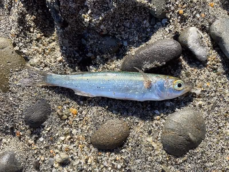 Dokumentasi Aldrichetta forsteri