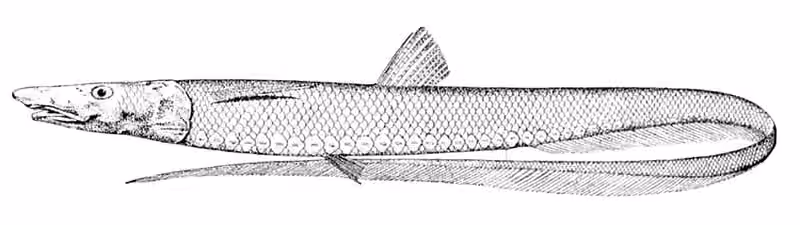 Ilustrasi dokumenter Aldrovandia phalacra.