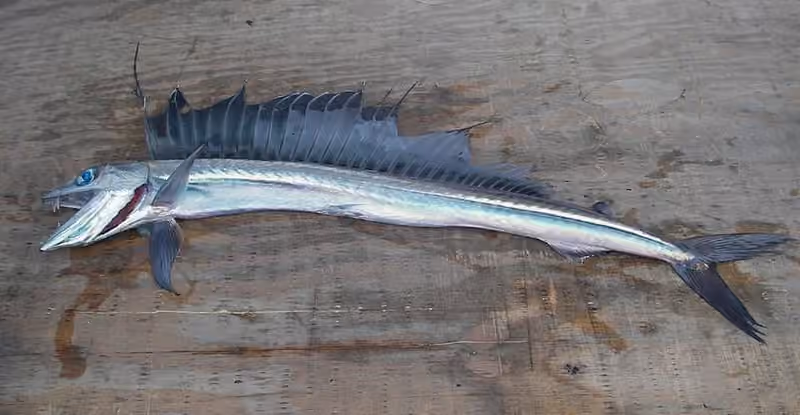 Dokumentasi Alepisaurus ferox