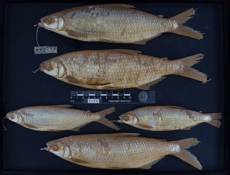 Beberapa spesimen ikan pada latar gelap dengan label koleksi dan skala.