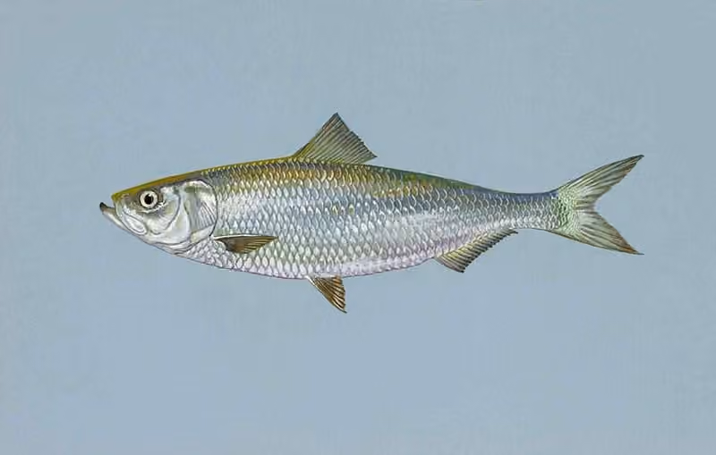 Ilustrasi dokumenter Alosa chrysochloris.