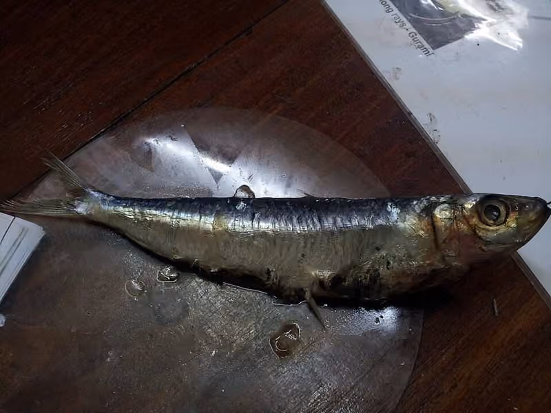 Dokumentasi Amblygaster sirm