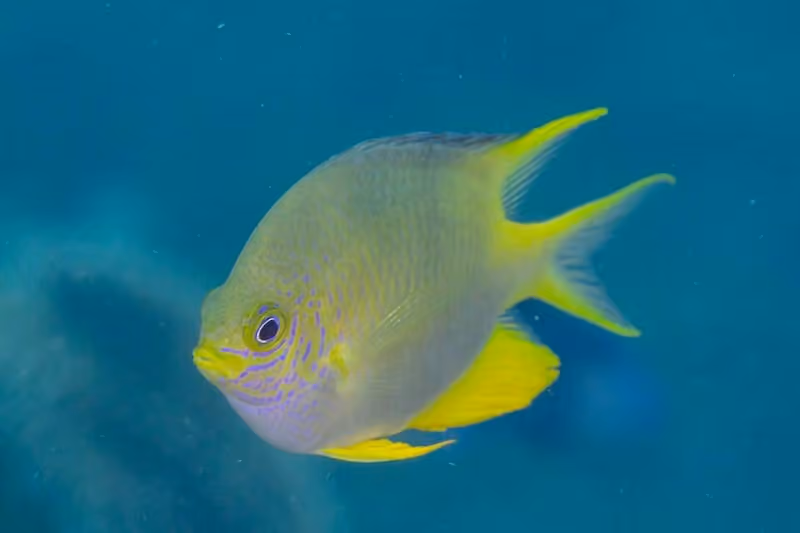 Dokumentasi Amblyglyphidodon aureus