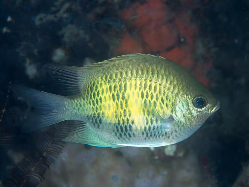 Dokumentasi Amblyglyphidodon curacao