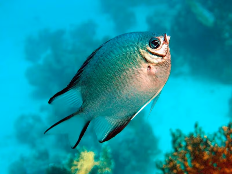 Dokumentasi Amblyglyphidodon leucogaster