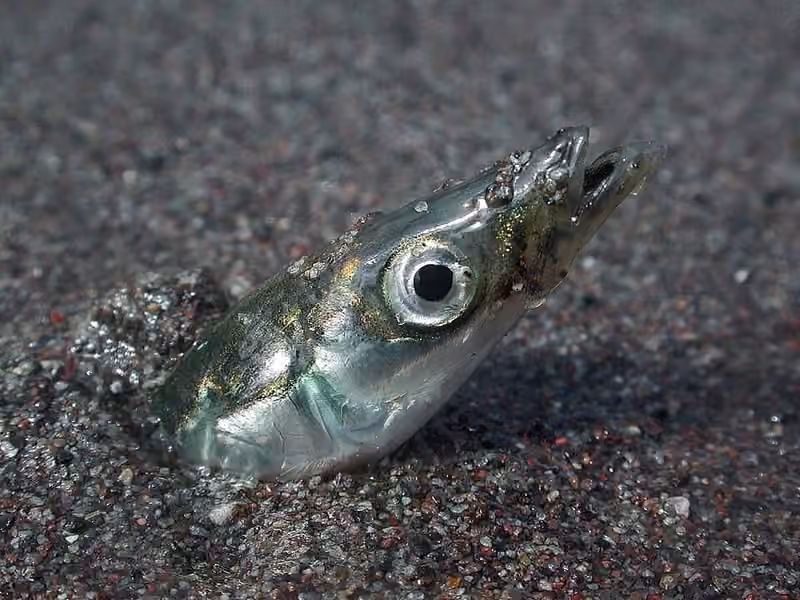 Bagian kepala Ammodytes hexapterus dalam foto.