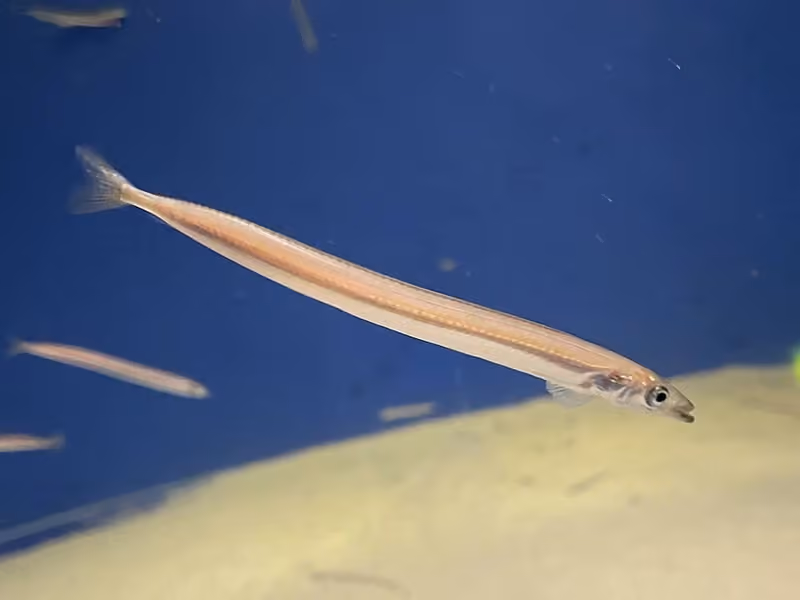 Dokumentasi Ammodytes personatus