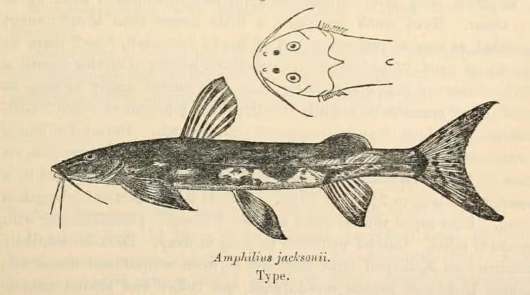 Lembar ilustrasi dokumenter Amphilius jacksonii dengan beberapa gambar dan detail.