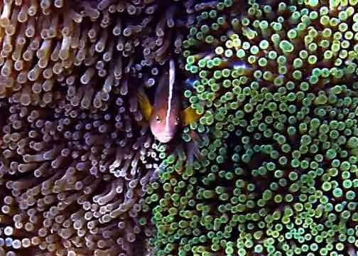 Dokumentasi Amphiprion akallopisos
