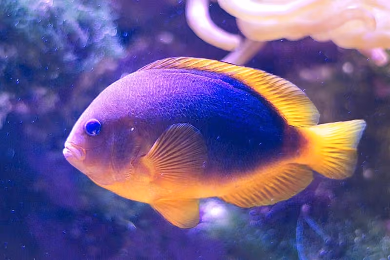 Dokumentasi Amphiprion ephippium