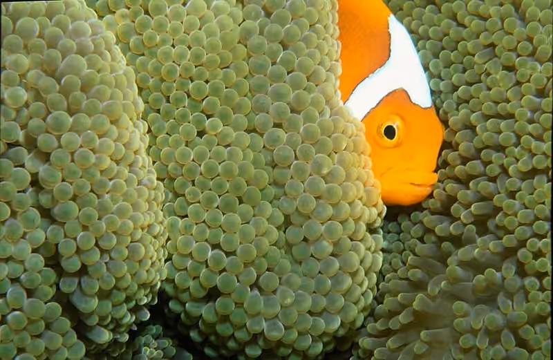 Dokumentasi Amphiprion leucokranos