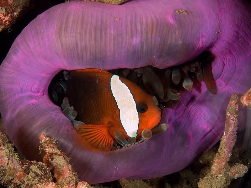 Dokumentasi Amphiprion melanopus