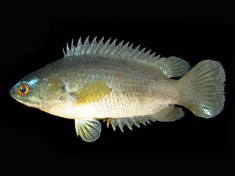 Dokumentasi Anabas testudineus