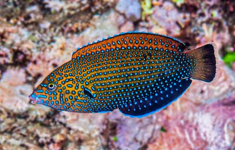 Dokumentasi Anampses caeruleopunctatus