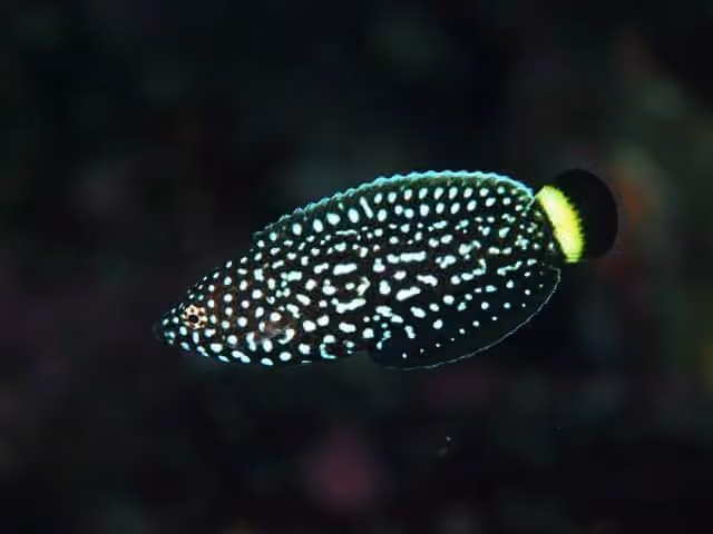 Dokumentasi Anampses melanurus