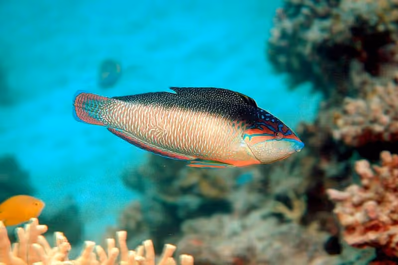 Dokumentasi Anampses neoguinaicus