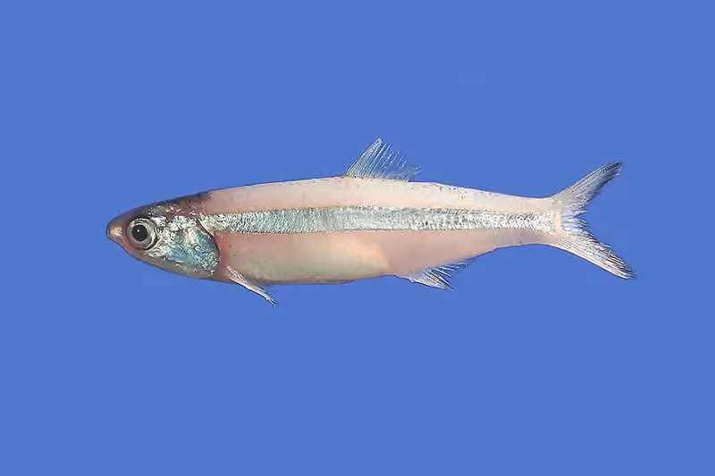 Dokumentasi Anchoa hepsetus