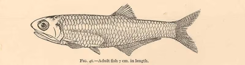 Ilustrasi dokumenter Anchoa mitchilli.