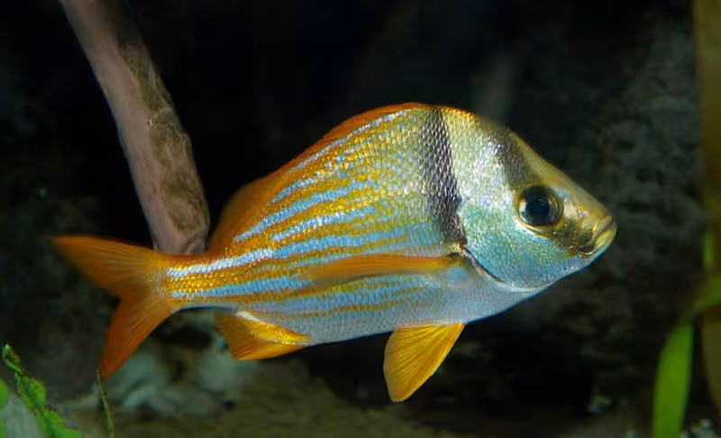 Dokumentasi Anisotremus virginicus