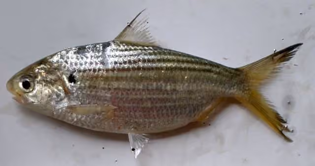 Dokumentasi Anodontostoma chacunda