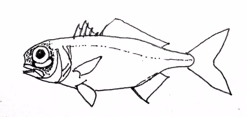 Ilustrasi dokumenter Anomalops katoptron.