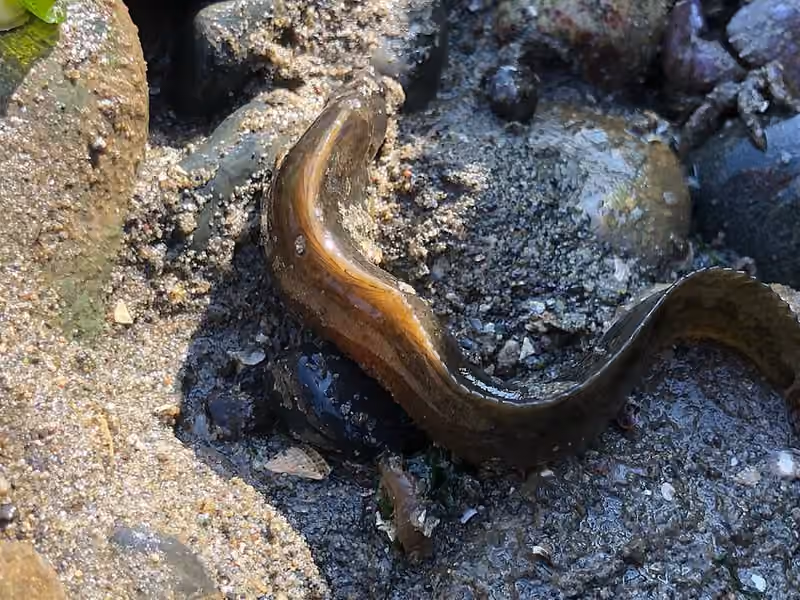 Dokumentasi Anoplarchus purpurescens