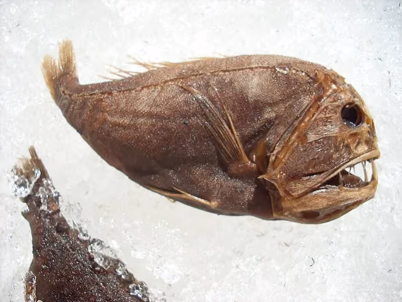 Dokumentasi Anoplogaster cornuta