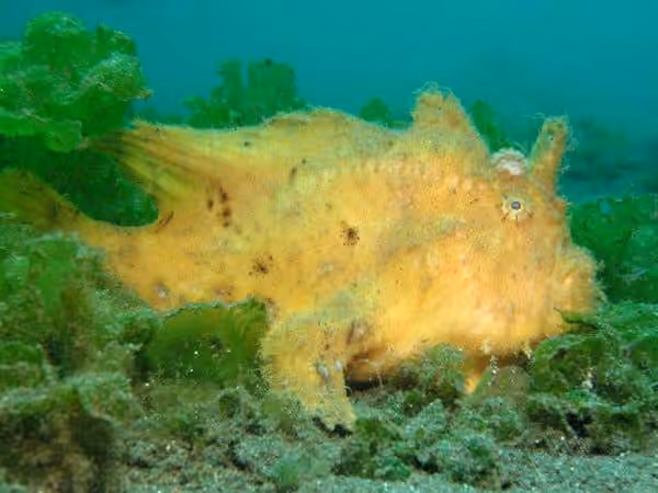 Dokumentasi Antennarius hispidus