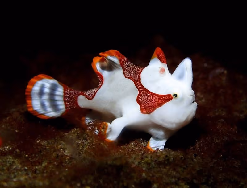Dokumentasi Antennarius maculatus