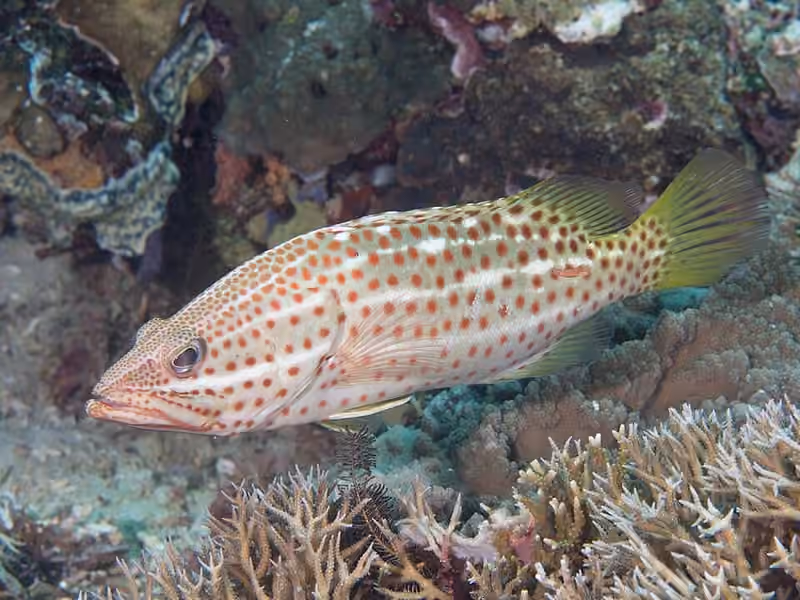 Dokumentasi Anyperodon leucogrammicus