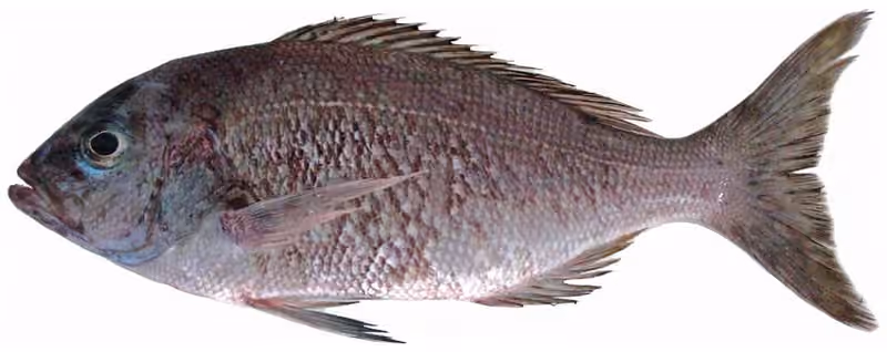 Dokumentasi Apsilus dentatus