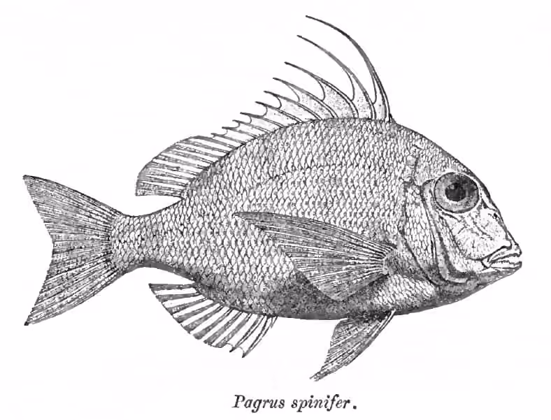 Ilustrasi dokumenter Argyrops spinifer.