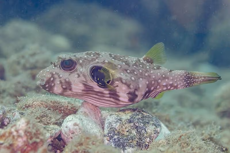 Dokumentasi Arothron hispidus