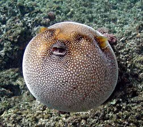 Dokumentasi Arothron meleagris