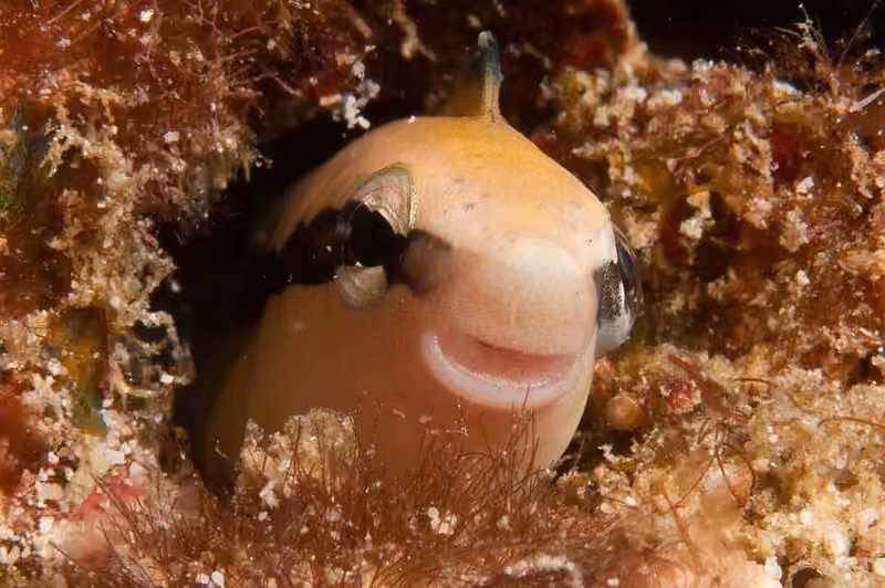 Dokumentasi Aspidontus dussumieri