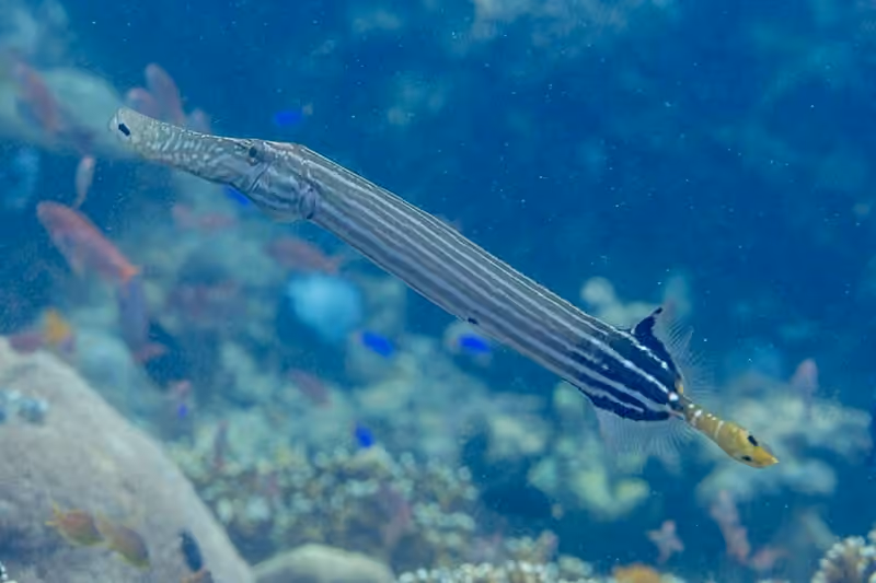 Dokumentasi Aulostomus chinensis