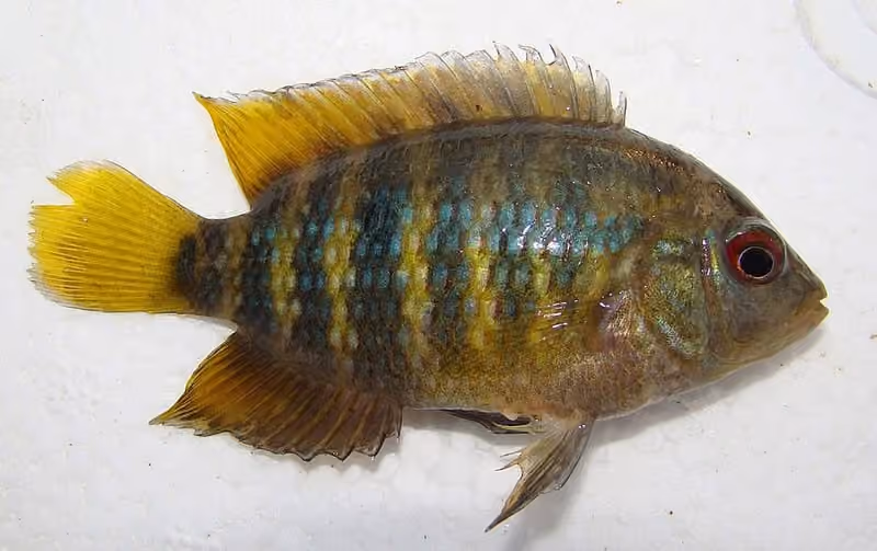 Dokumentasi Australoheros facetus