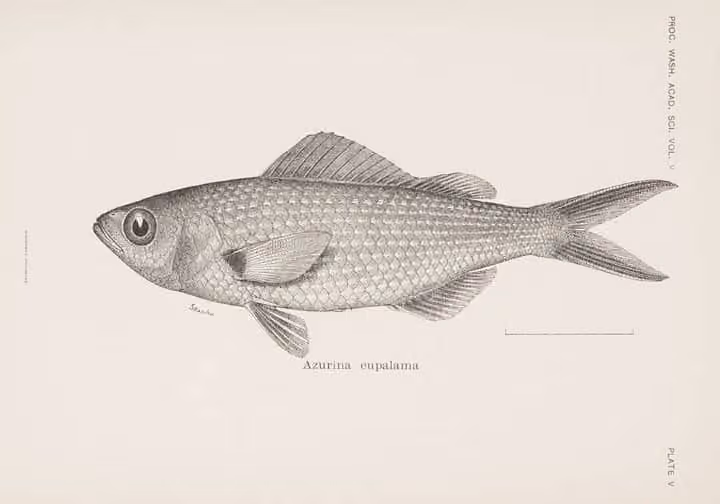 Ilustrasi dokumenter Azurina eupalama.