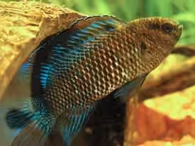 Dokumentasi Badis badis