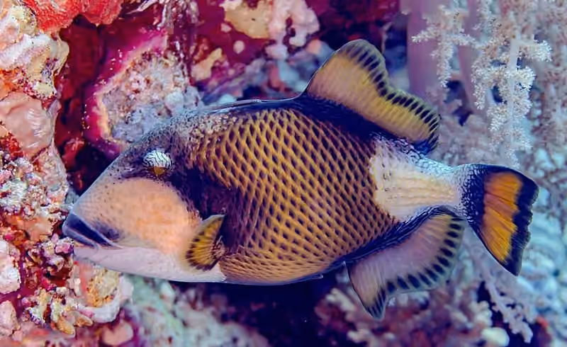Dokumentasi Balistoides viridescens