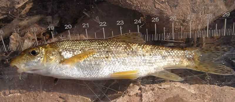 Dokumentasi Barbus meridionalis