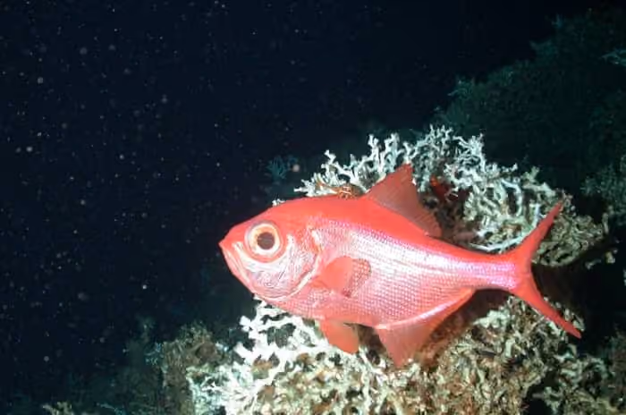 Dokumentasi Beryx decadactylus
