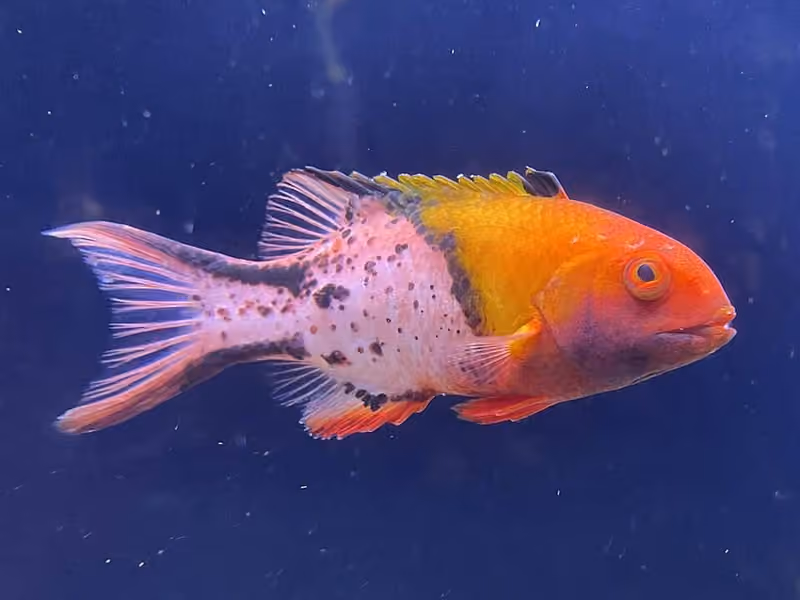 Dokumentasi Bodianus anthioides