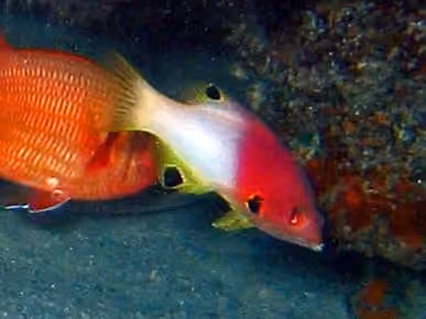 Dokumentasi Bodianus axillaris