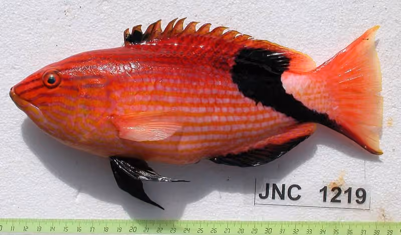 Dokumentasi Bodianus loxozonus