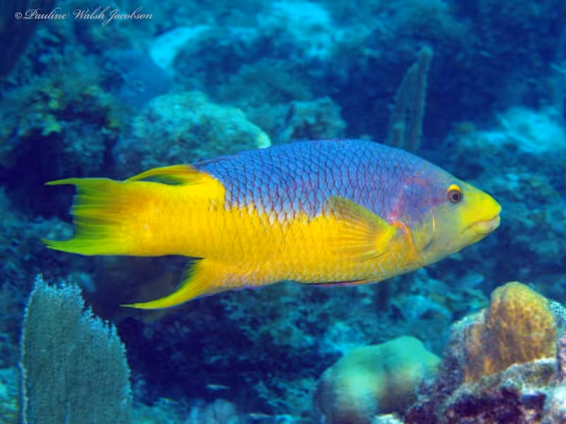 Dokumentasi Bodianus rufus