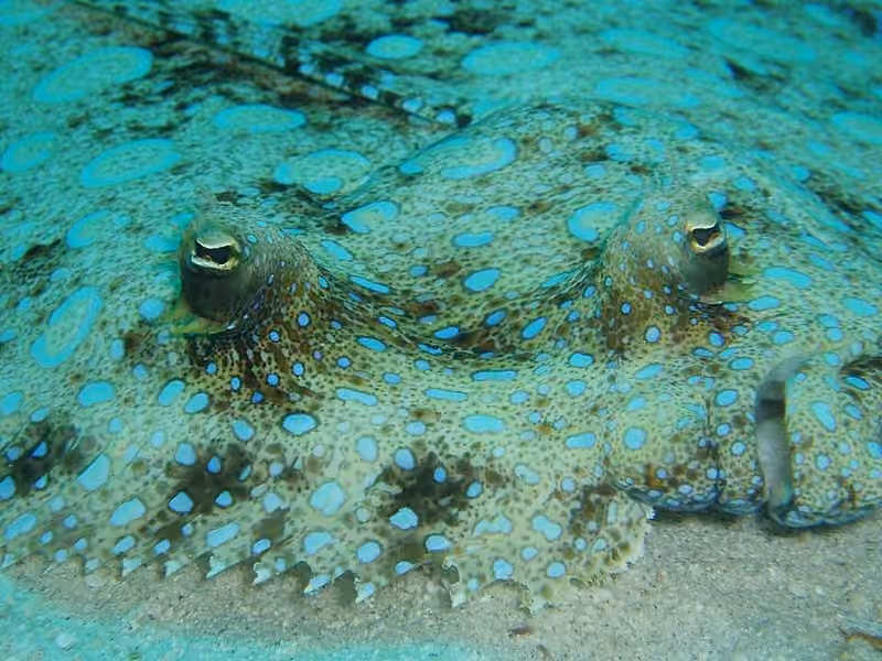 Bagian kepala Bothus lunatus dalam foto.